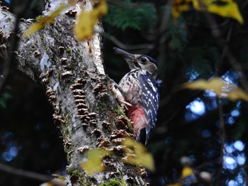 White-backed Woodpecker 金剛山 Sat, 11/12/2022