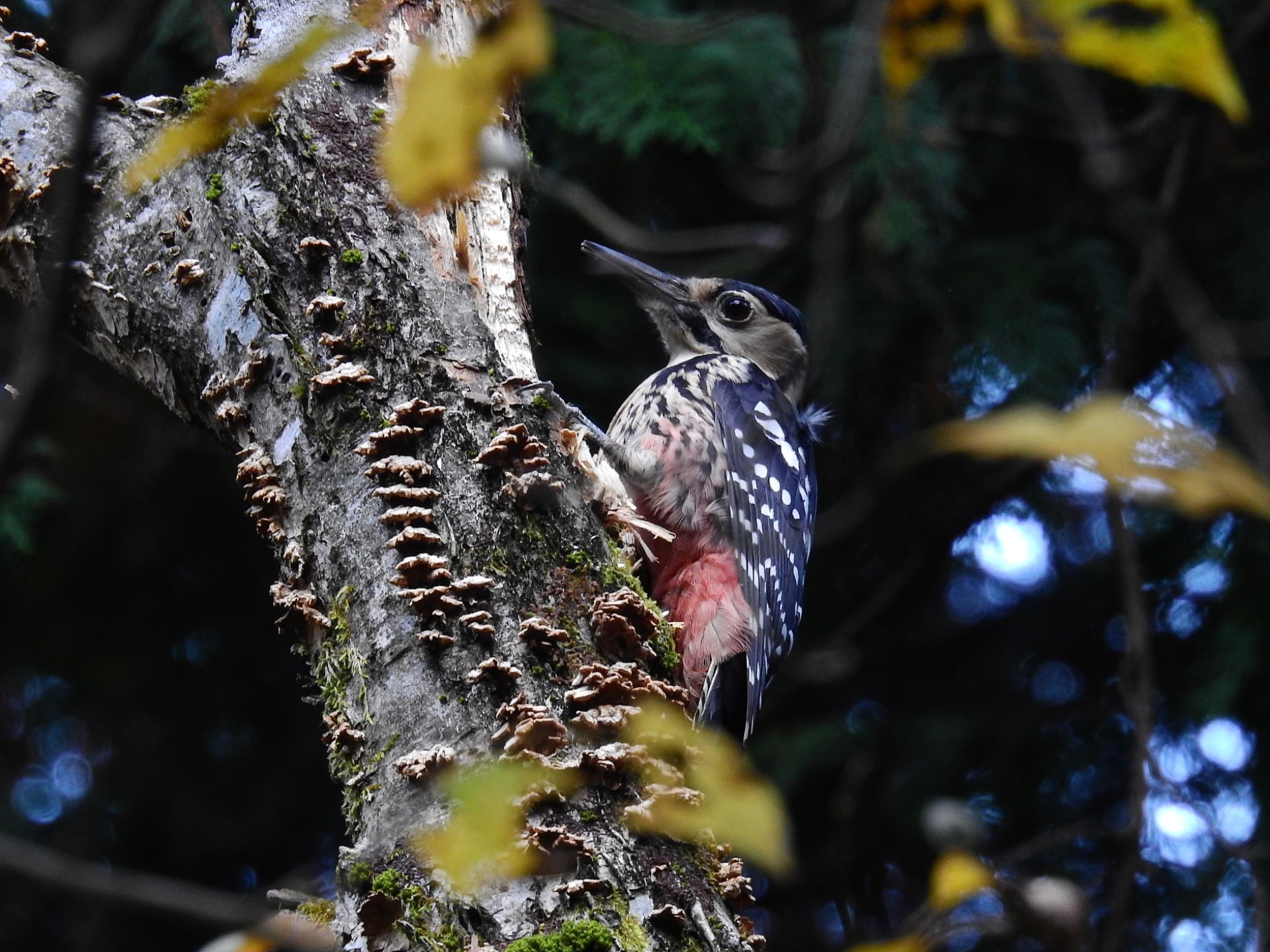 White-backed Woodpecker