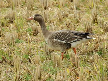 Greater White-fronted Goose 湖北野鳥センター Sun, 12/4/2022