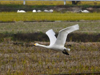 コハクチョウ 湖北野鳥センター 2022年12月4日(日)