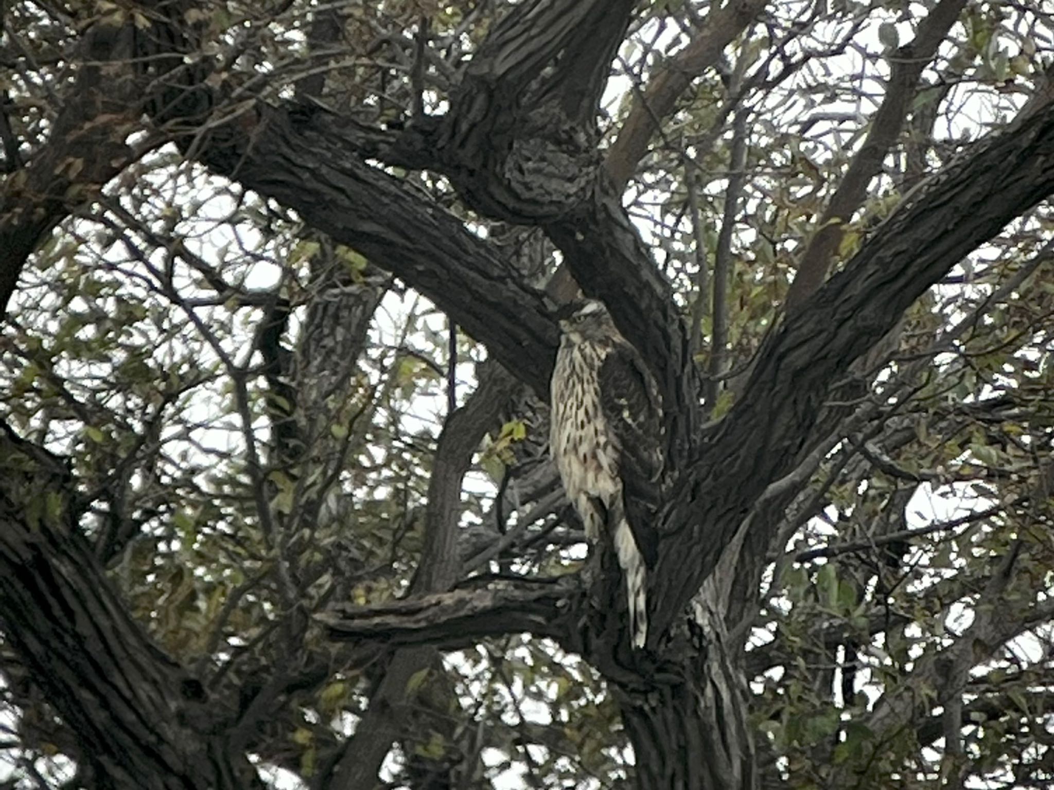 Eurasian Goshawk