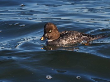 2023年1月4日(水) 日の出三番瀬沿い緑道の野鳥観察記録