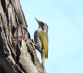 Tue, 1/3/2023 Birding report at Mitsuike Park