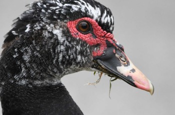 Muscovy Duck Miyako Island Sun, 1/1/2023