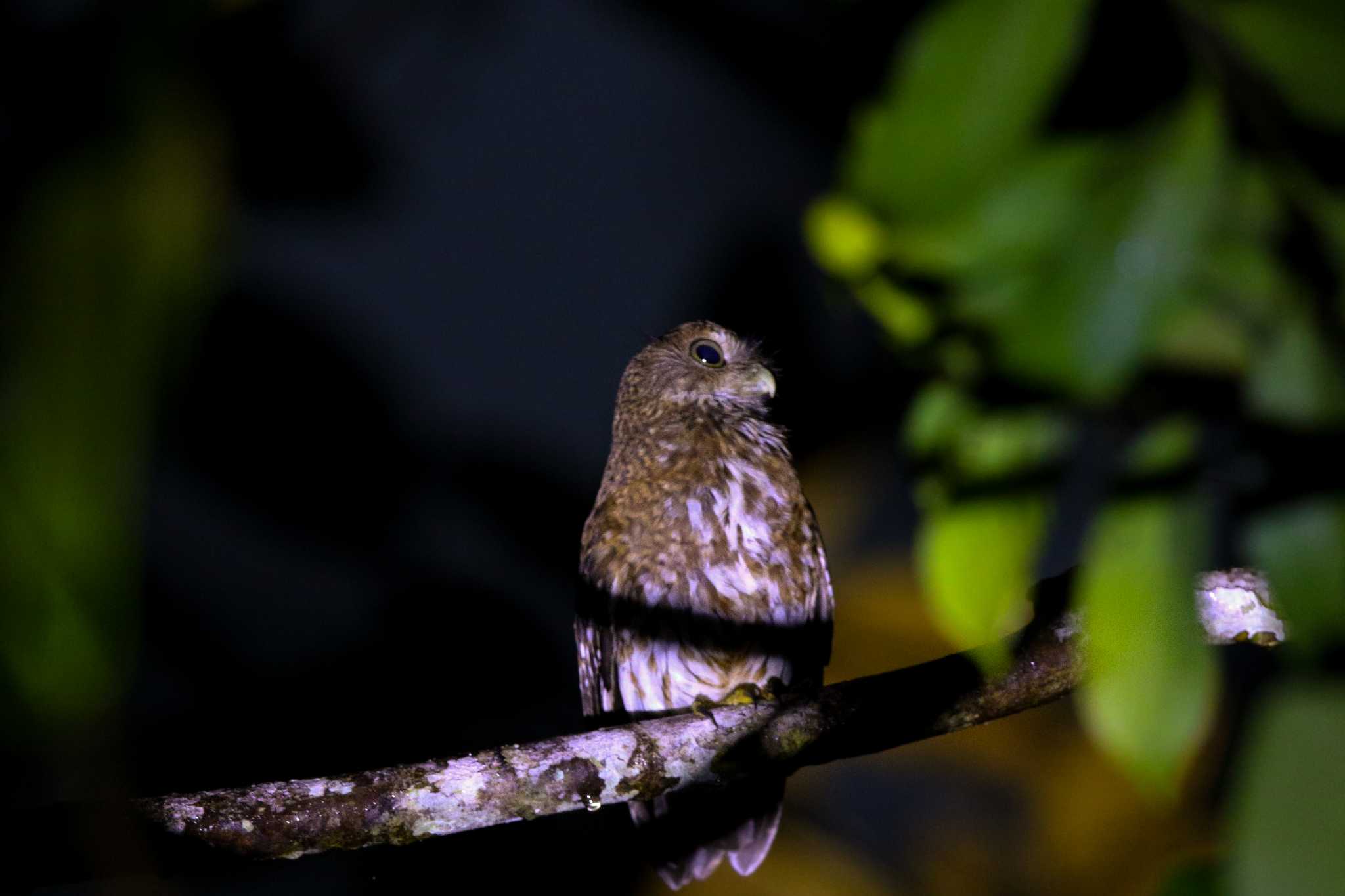 Photo of Mindanao Boobook at PICOP(PHILIPPINE) by Trio