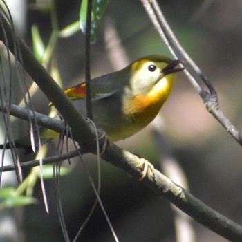 Red-billed Leiothrix 鹿児島県霧島市街地近く Fri, 1/6/2023