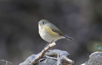 ルリビタキ 和歌山市 2023年1月4日(水)