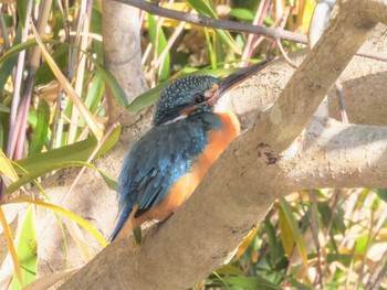 Tue, 1/3/2023 Birding report at Kodomo Shizen Park