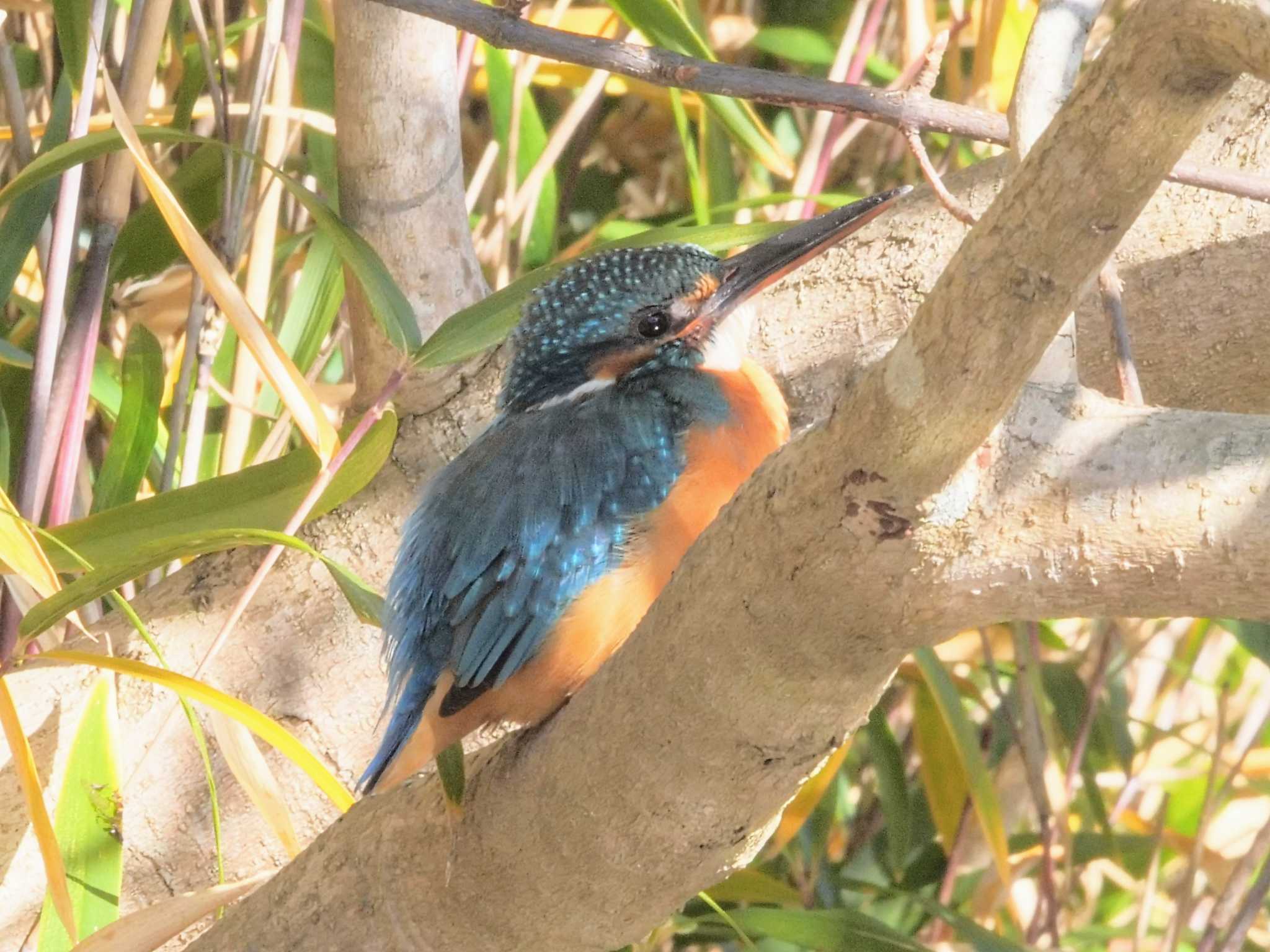 Common Kingfisher