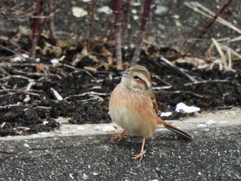 Meadow Bunting 安濃川河口 Tue, 1/3/2023