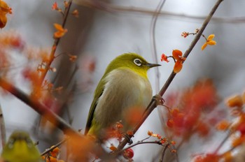 Warbling White-eye 岩藤新池 Sat, 12/31/2022