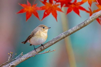 Taiga Flycatcher 明石市魚住町 Mon, 12/19/2022