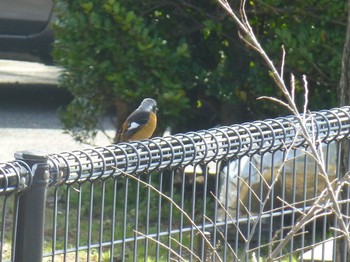 Fri, 3/23/2018 Birding report at 甲子園浜(兵庫県西宮市)