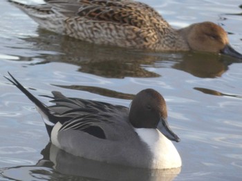 Sat, 12/24/2022 Birding report at 大沼(宮城県仙台市)