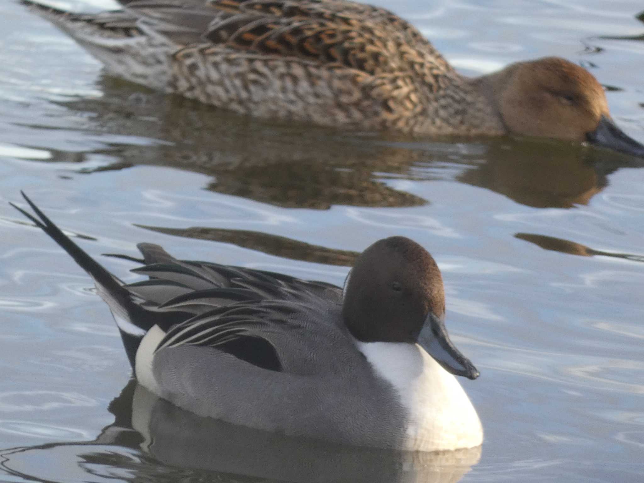 Photo of Northern Pintail at 大沼(宮城県仙台市) by TAGAMEDORI