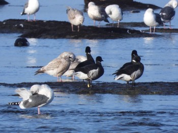 2023年1月6日(金) 北海道函館市志海苔町の野鳥観察記録