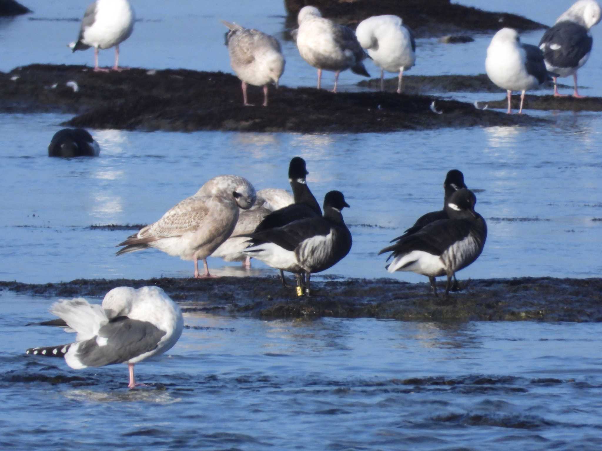 Brant Goose