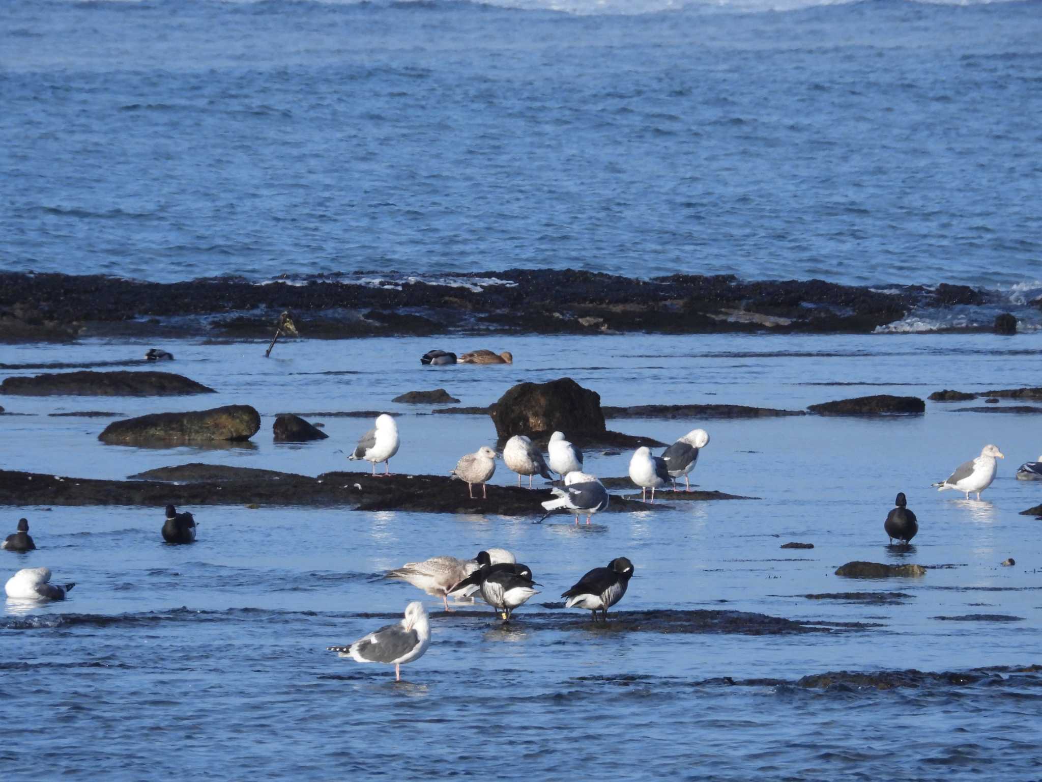 Brant Goose