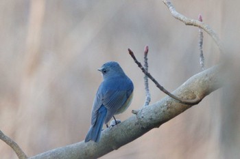 Red-flanked Bluetail Kitamoto Nature Observation Park Sun, 1/1/2023