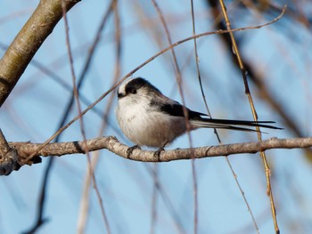2023年1月5日(木) 新横浜公園の野鳥観察記録