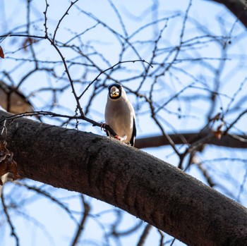 Japanese Grosbeak 府中の森公園 Fri, 1/6/2023