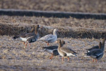 Greater White-fronted Goose 宮城県のアルビノちゃん Sun, 1/1/2023