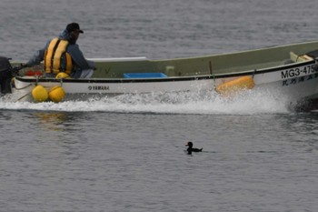 Black Scoter 志津川湾 Fri, 12/30/2022