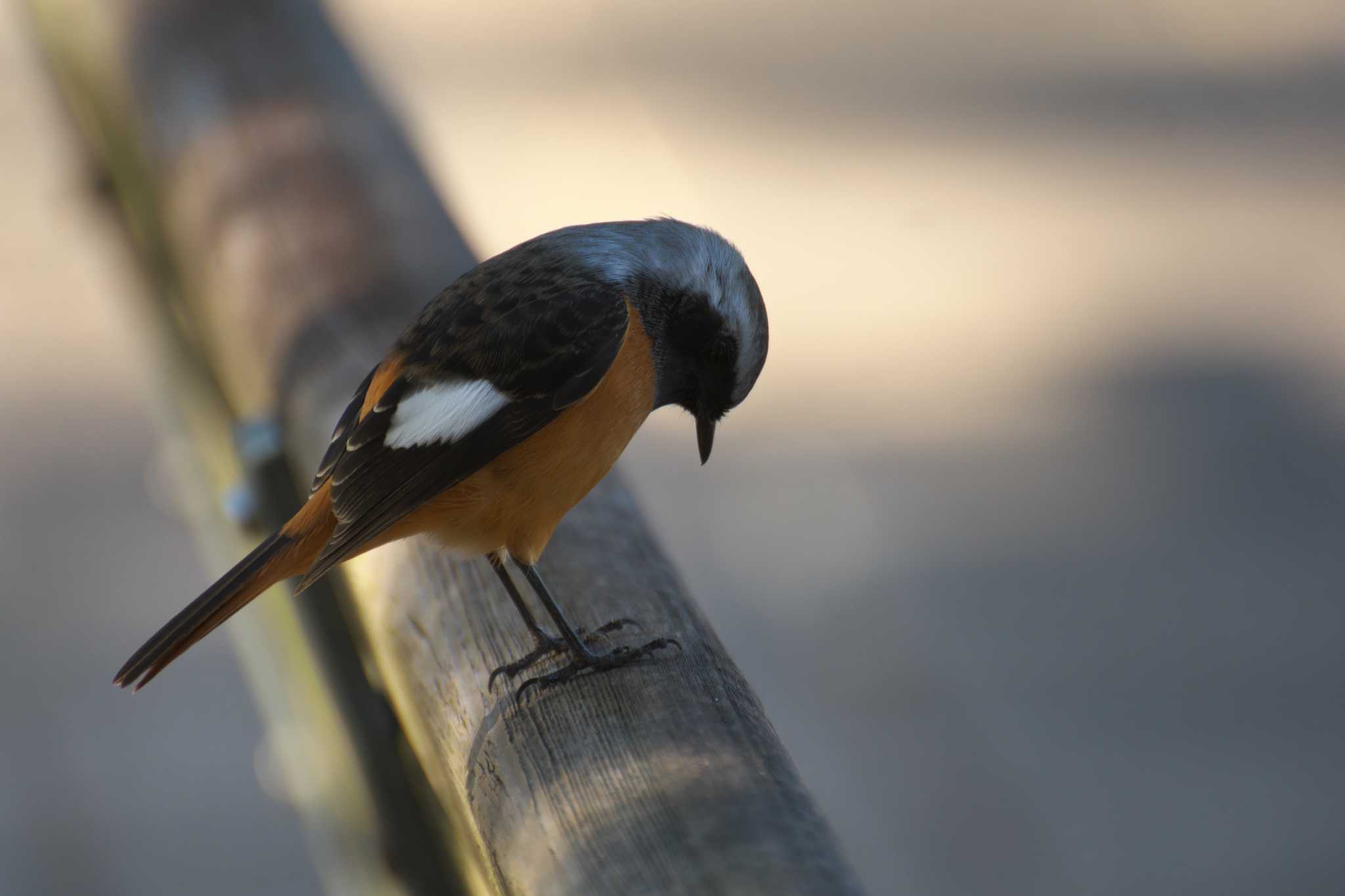 Photo of Daurian Redstart at Osaka Tsurumi Ryokuchi by 大井 誠