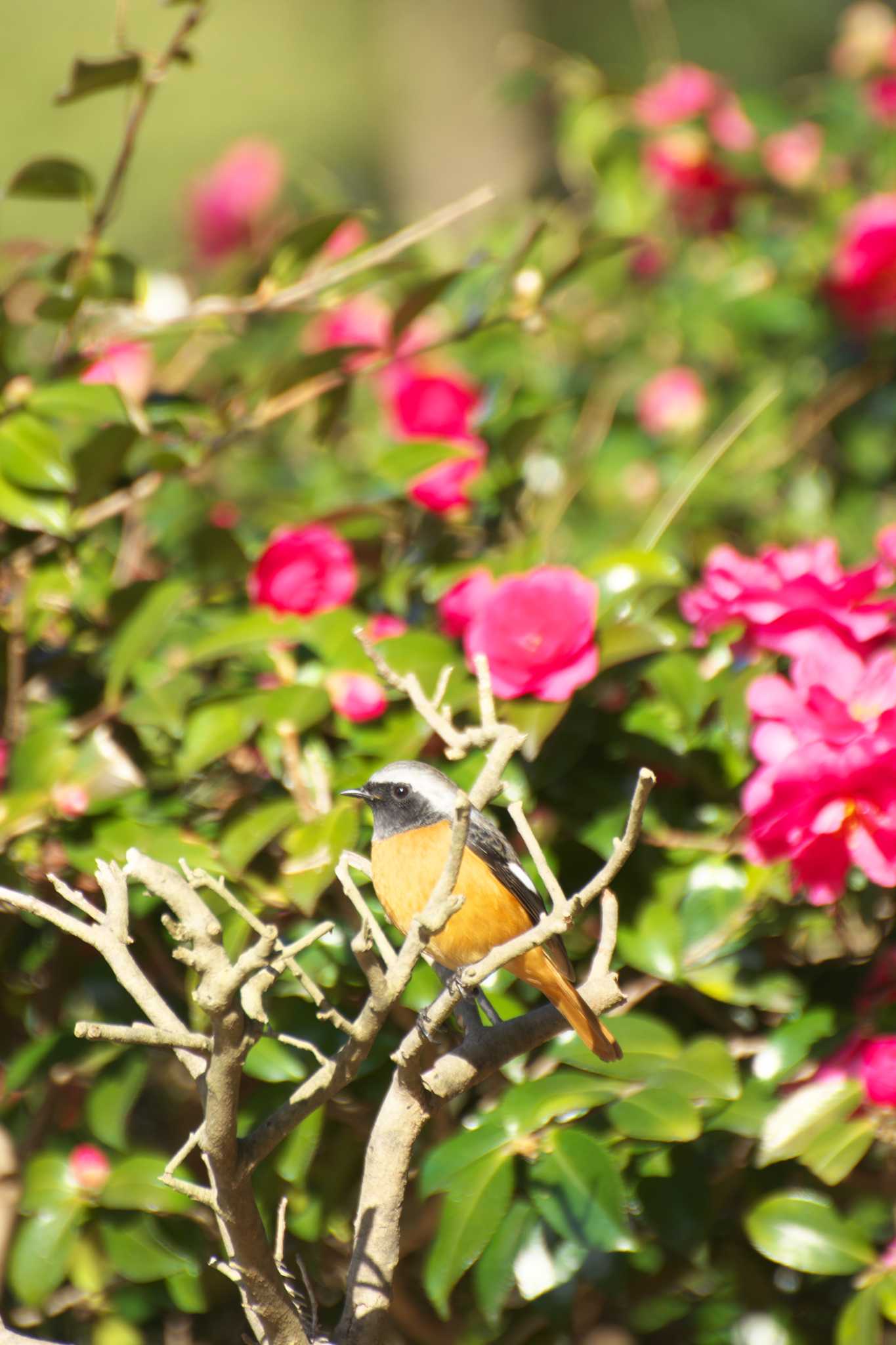 Photo of Daurian Redstart at Osaka Tsurumi Ryokuchi by 大井 誠