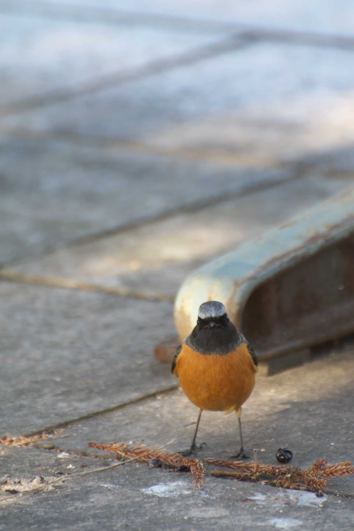 Photo of Daurian Redstart at Osaka Tsurumi Ryokuchi by 大井 誠