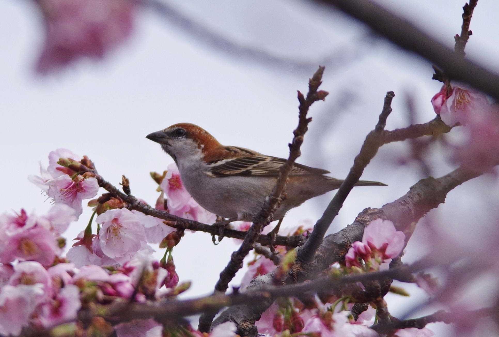 Photo of Russet Sparrow at  by くまのみ