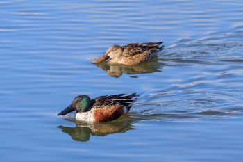 Thu, 1/5/2023 Birding report at 郷戸池