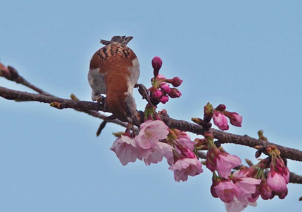 Photo of Russet Sparrow at  by くまのみ