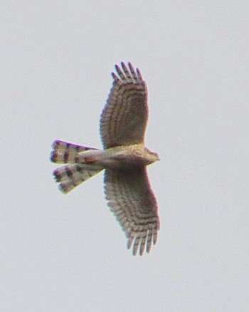 Fri, 1/6/2023 Birding report at 御廟山古墳