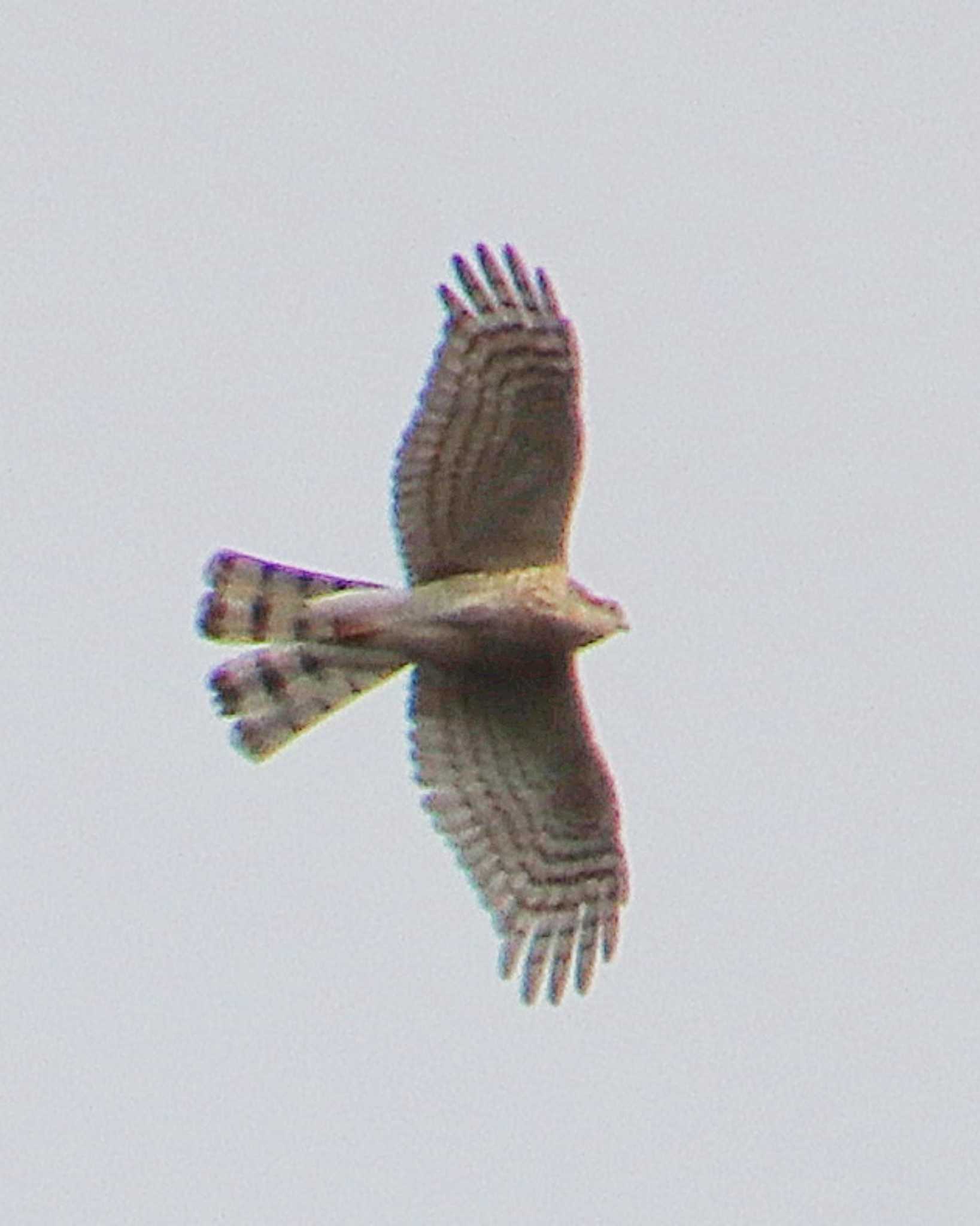 Eurasian Sparrowhawk