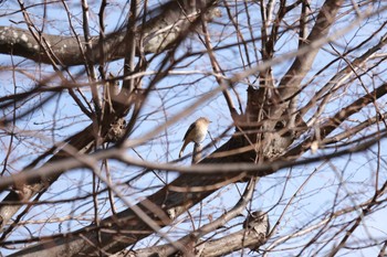 2023年1月6日(金) 船橋法典の野鳥観察記録