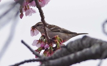 Russet Sparrow 埼玉県 Fri, 3/23/2018