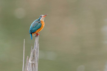 Common Kingfisher Mizumoto Park Sat, 12/31/2022