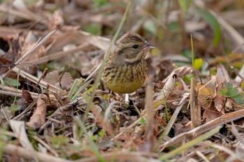 Masked Bunting Mizumoto Park Sat, 12/31/2022