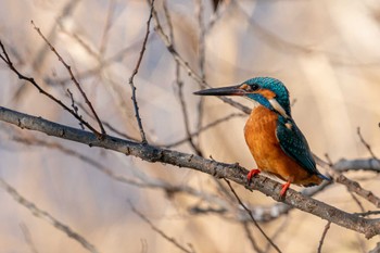 Common Kingfisher 21世紀の森と広場(千葉県松戸市) Sat, 12/24/2022