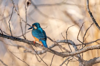 Common Kingfisher 21世紀の森と広場(千葉県松戸市) Sat, 12/24/2022