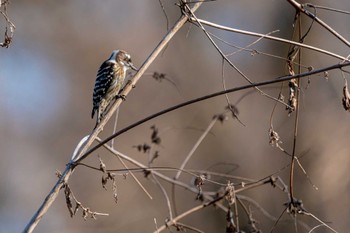 Japanese Pygmy Woodpecker Akigase Park Tue, 1/3/2023