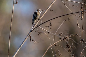 Japanese Pygmy Woodpecker Akigase Park Tue, 1/3/2023
