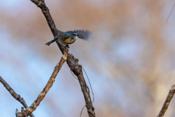 ルリビタキ 軽井沢野鳥の森 2022年12月3日(土)