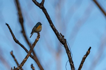 ルリビタキ 軽井沢野鳥の森 2022年12月3日(土)