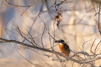 Common Kingfisher 21世紀の森と広場(千葉県松戸市) Sat, 12/24/2022