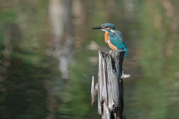 Common Kingfisher じゅんさい池公園 Mon, 9/19/2022