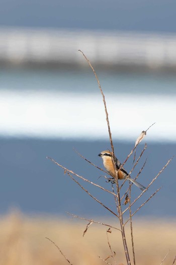 Bull-headed Shrike 野洲川河口 Fri, 1/6/2023