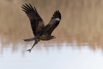 Black Kite 野洲川河口 Fri, 1/6/2023