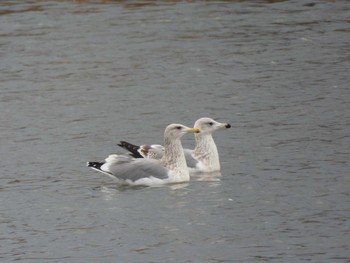 Sat, 12/31/2022 Birding report at Shinjiko Green Park